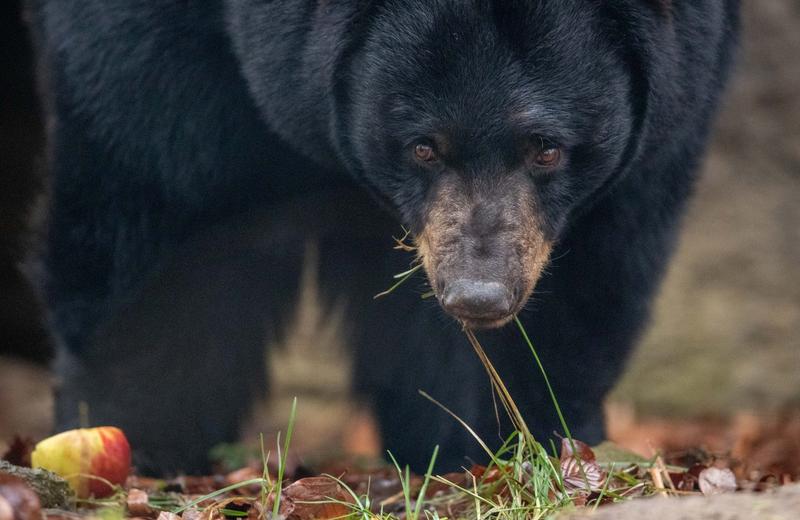 Urs negru, Foto: FRISO GENTSCH / AFP / Profimedia