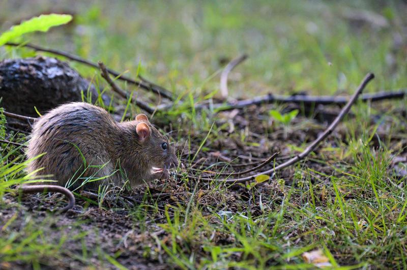 un sobolan se plimba intr-o piata din Paris, Foto: Eric Beracassat / AFP / Profimedia