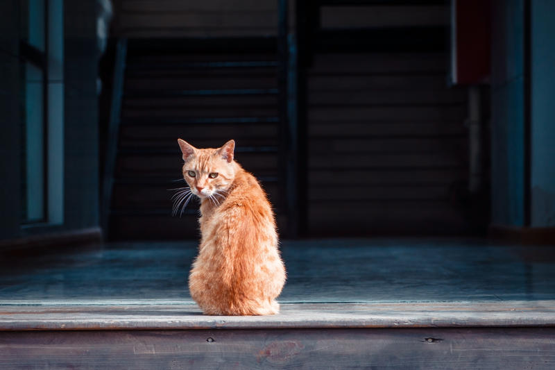 Pisică roșcată, Foto: DreamsTime