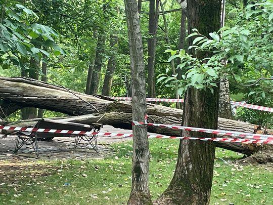 Copac căzut în parcul IOR, Foto: news.ro