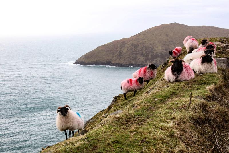 Insula Achill din Irlanda, Foto: Paul Faith / AFP / Profimedia