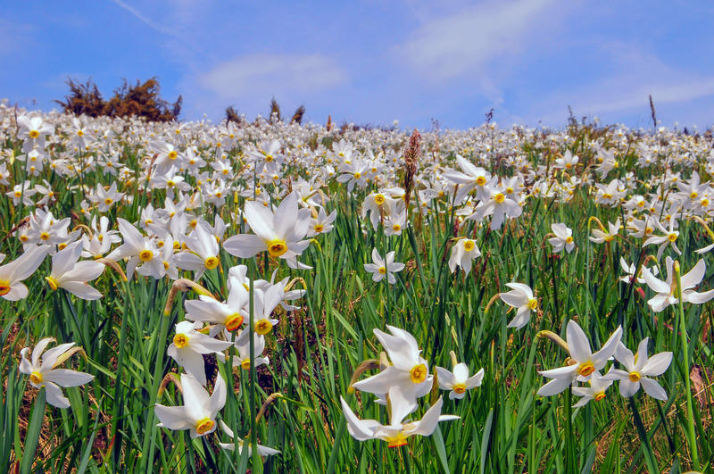 Narcise sălbatice, Foto: DreamsTime