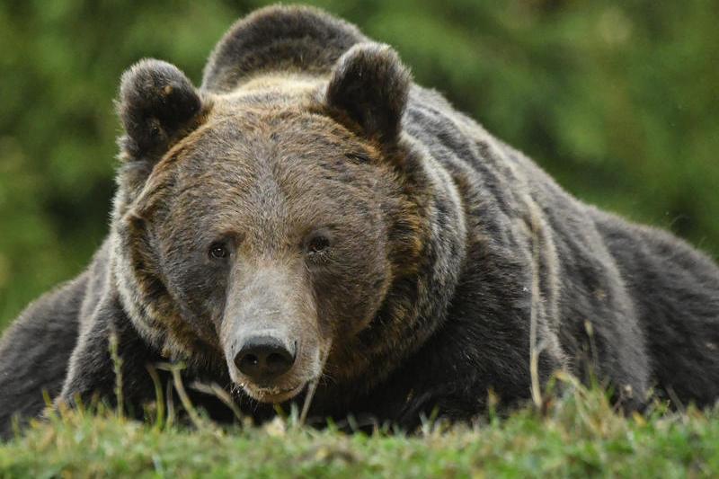 urs brun, Foto: Daniel MIHAILESCU / AFP / Profimedia