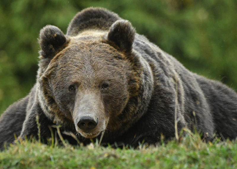 urs brun, Foto: Daniel MIHAILESCU / AFP / Profimedia