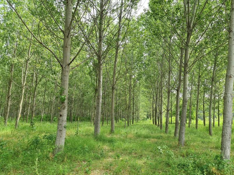 Zona de padure pe ecoruta Dunarii, Foto: Vlad Barza / HotNews.ro