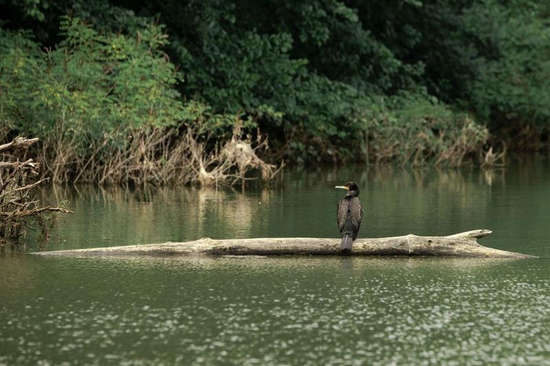 Pe Dunare in apropiere de Giurgiu, Foto: Larisa Balta