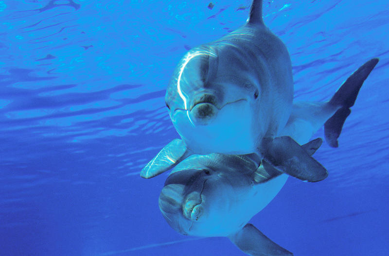 Delfini cu bot gros, Foto: Shutterstock