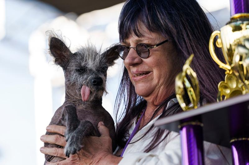 Scooter, cel mai urât câine din lume, Foto: Philip Pacheco / AFP / Profimedia