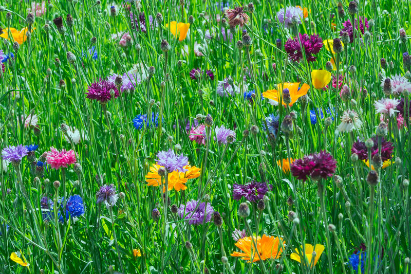 Flori de iunie, Foto: Gilles Bizet | Dreamstime.com