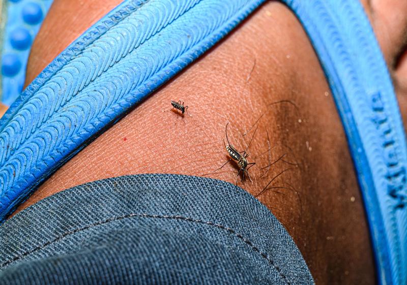 Malaria este una dintre bolile transmise de tantari, Foto: Soumyabrata Roy/NurPhoto / Shutterstock Editorial / Profimedia