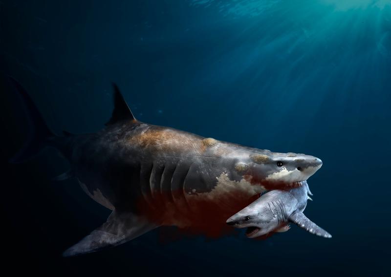 megalodon, Foto: JOSE ANTONIO PENAS / Sciencephoto / Profimedia