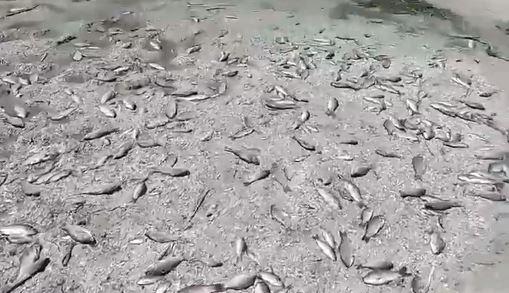 Pesti morti-dezastru ecologic in Ucraina, Foto: Captura video