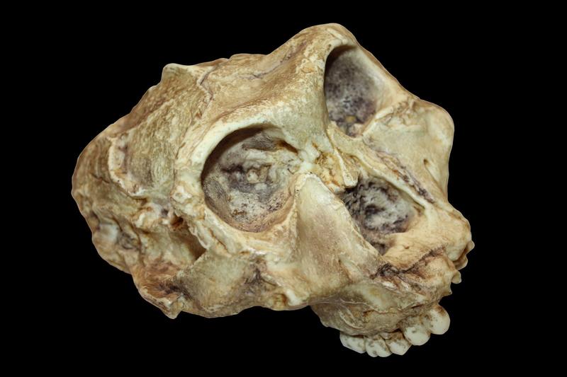 craniu de paranthropus robustus, Foto: Sabena Jane Blackbird / Alamy / Alamy / Profimedia