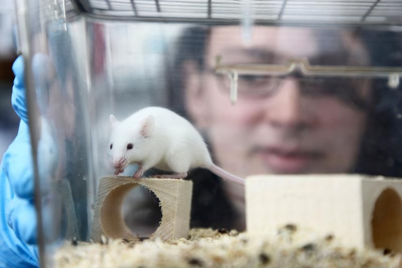șoarece de laborator, Foto: Jochen Tack / Alamy / Alamy / Profimedia