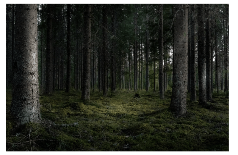 Pădure, Foto: freepik.com