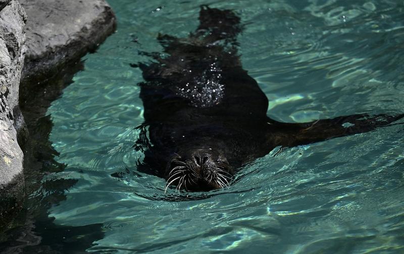 Leu de mare la Zoo Madrid, Foto: AA/ABACA / Abaca Press / Profimedia