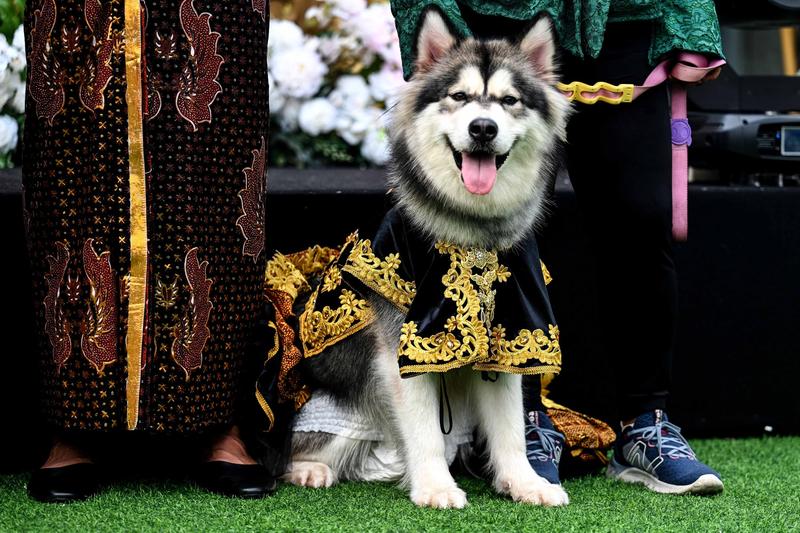 Un caine la nunta sa in Indonezia, Foto: Agung Kuncahya B. / Xinhua News / Profimedia Images