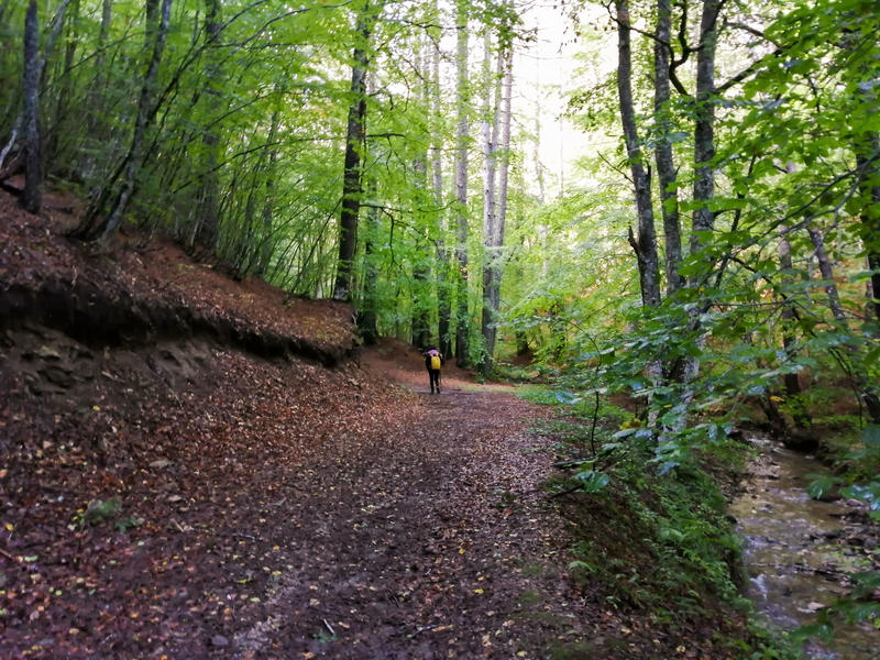 Turist în pădure, Foto: Dreamstime
