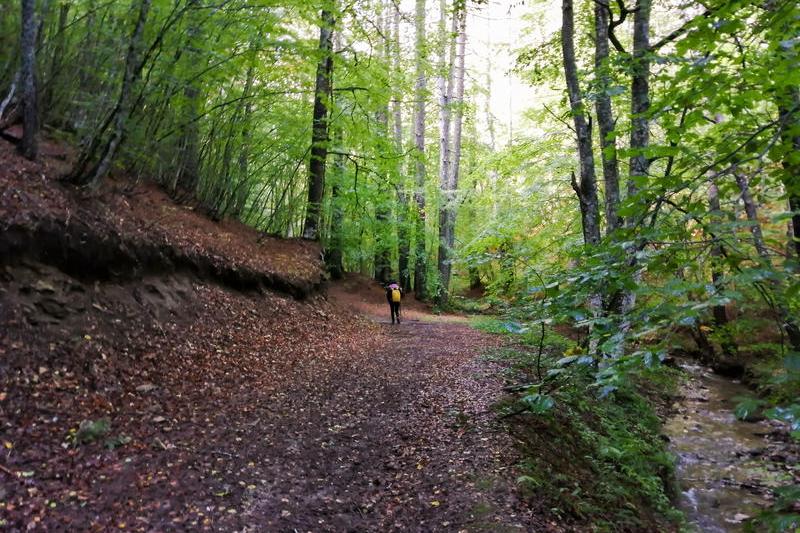 Turist în pădure, Foto: Dreamstime