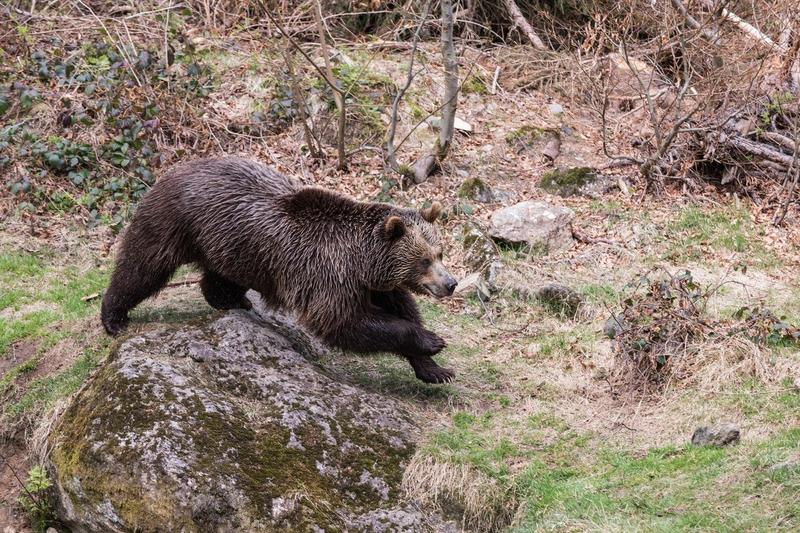 Urs alergând, Foto: Nadezda Murmakova / Alamy / Alamy / Profimedia