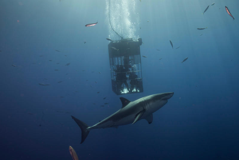 Scufundarea într-o cușcă, în ocean, pentru ca apoi să fie momiți rechini spre ea, pentru a putea fi observați, este considerată turism extrem, Foto: Shutterstock