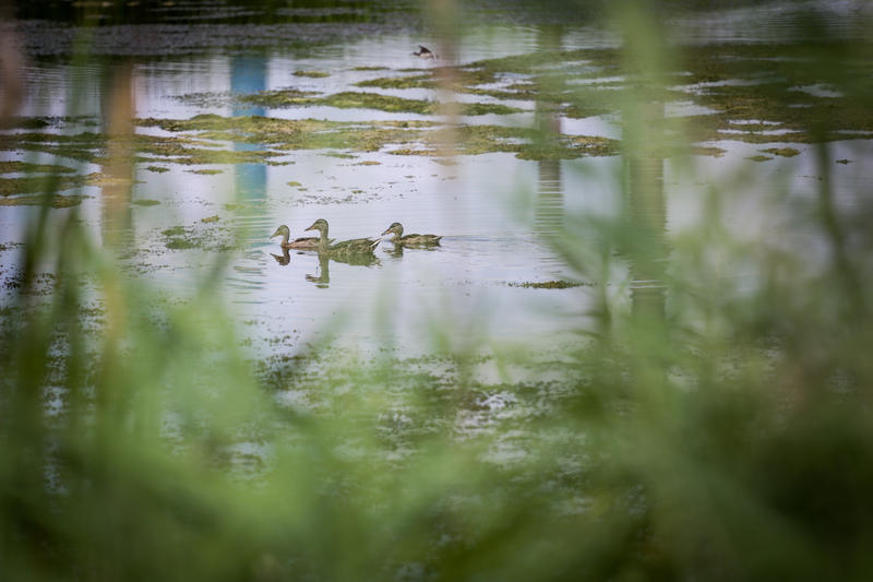 Parcul Natural Văcărești, Foto: Inquam Photos / Adel Al-Haddad