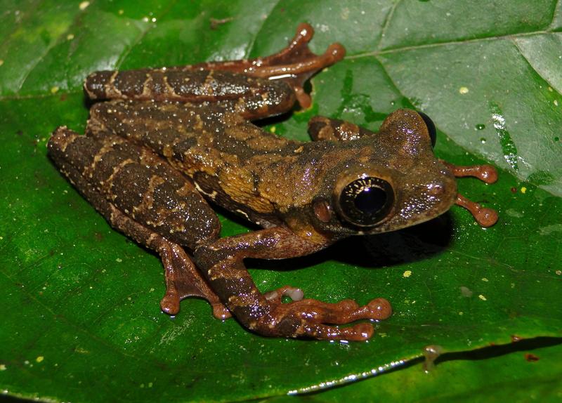 Broasca osteocephalus vasquezi, Foto: AFP / AFP / Profimedia