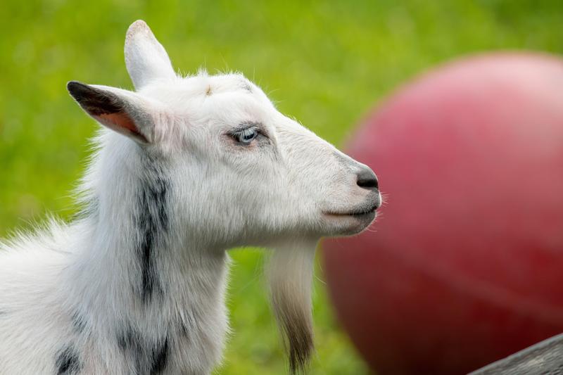 capra, Foto: Sabih Jafri / Alamy / Alamy / Profimedia