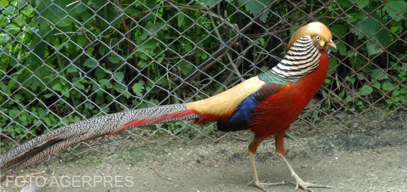 Fazan. Ai rămas Fazan?, Foto: Hotnews