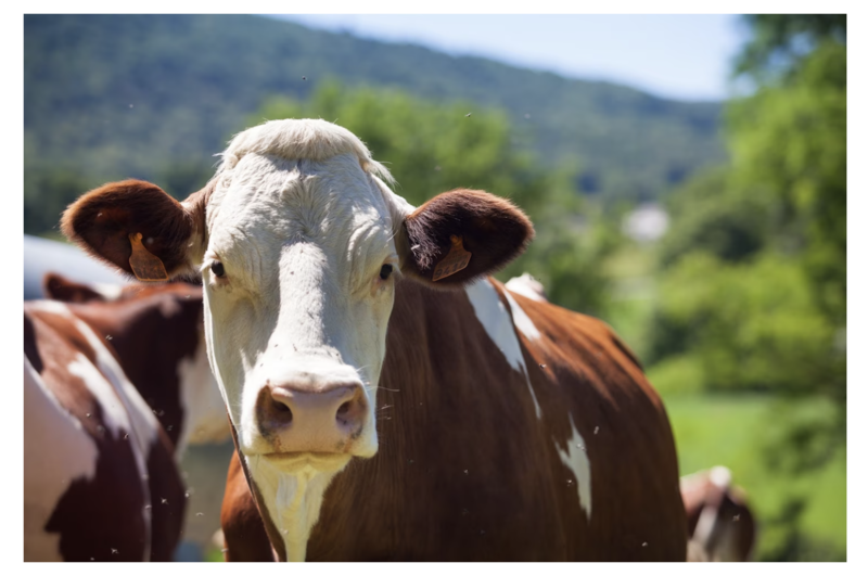Vacă, Foto: freepik.com