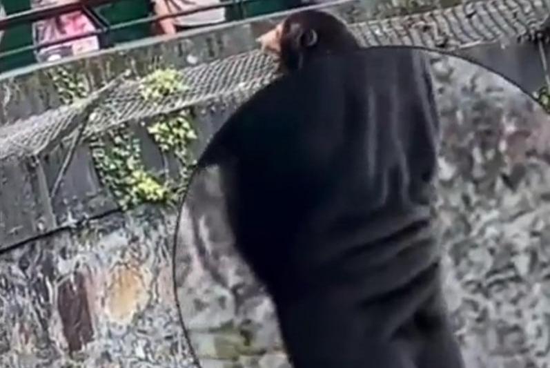 Angela, ursul de la gradina zoologica chineza, Foto: Captura video