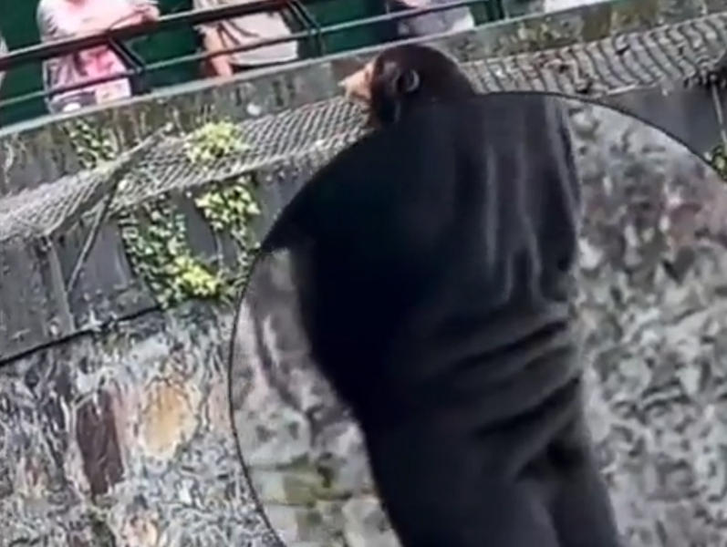 Angela, ursul de la gradina zoologica chineza, Foto: Captura video