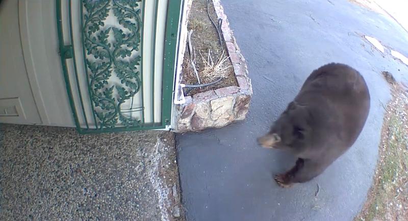 Ursoaica Hank The Tank a dat zeci de spargeri în California, Foto: BEAR League / BACKGRID / Backgrid USA / Profimedia