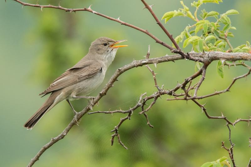 Frunzăriţă balcanică, Foto: Shutterstock