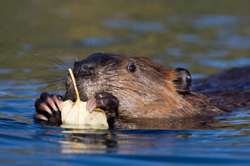 Castor în apă, Foto: Donald M. Jones / Minden Pictures / Profimedia