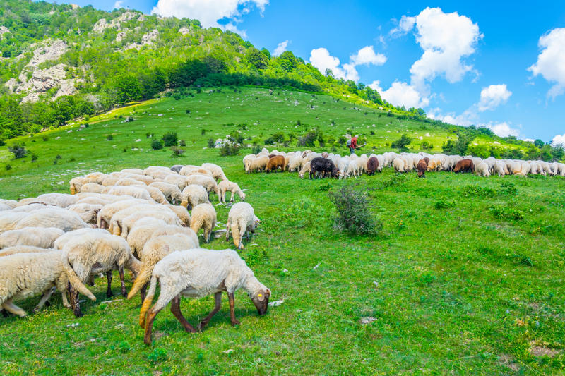 Turmă de oi în Bulgaria, Foto: Shutterstock