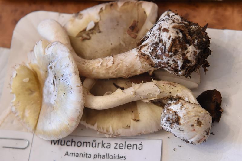 Amanita phalloides, Foto: Ožana Jaroslav / ČTK / Profimedia
