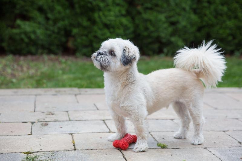 caine Shih Tzu, Foto: Maged Habashy / Alamy / Alamy / Profimedia