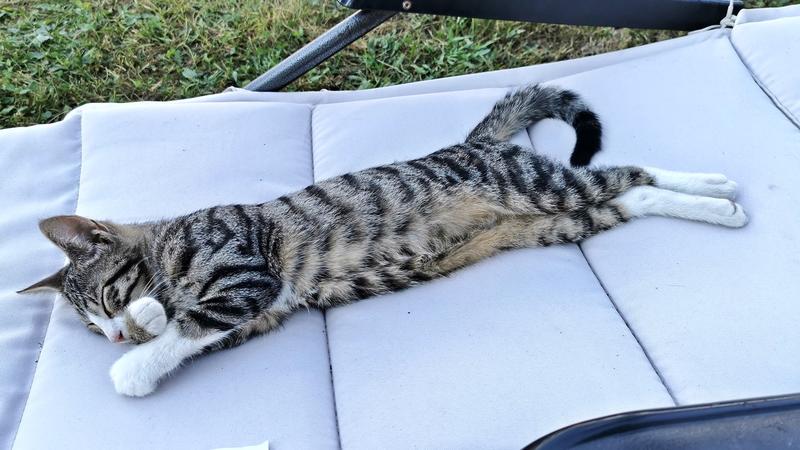 Pisica, Foto: Adrian Ilincescu/ HotNews.ro