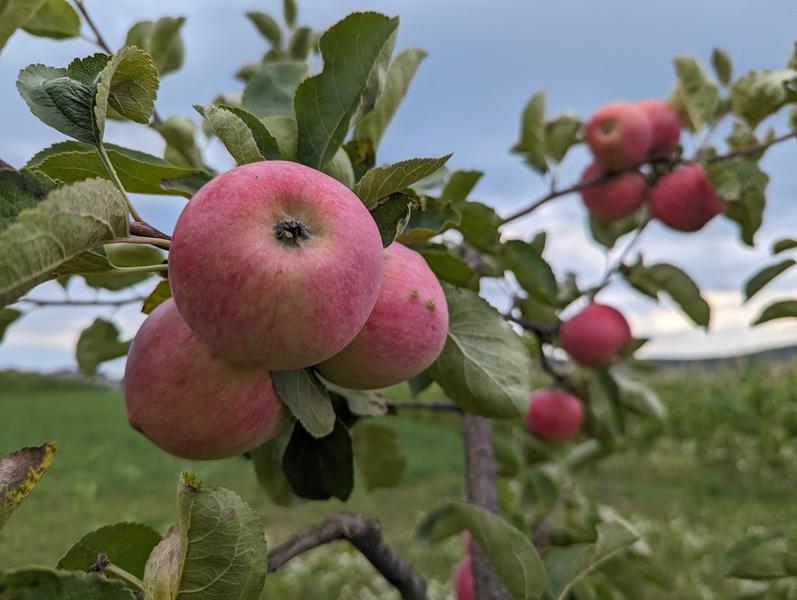 Mere în livadă, Foto: HotNews.ro / Victor Cozmei