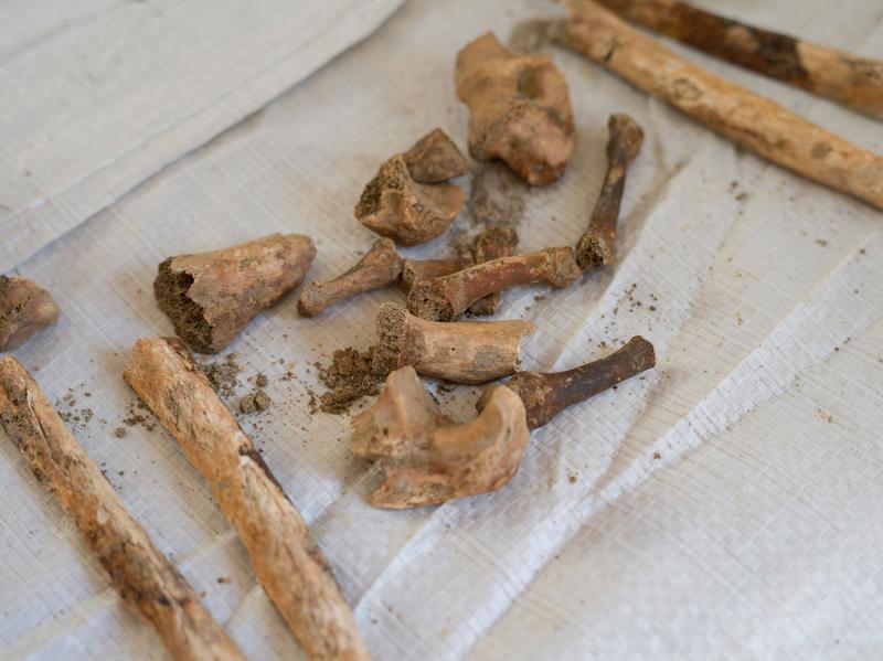 fragmente de os, Foto: Chris Willson / Alamy / Alamy / Profimedia