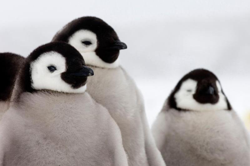 pui de pinguin imperial, Foto: David Tipling Photo Library / Alamy / Alamy / Profimedia