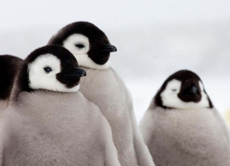 pui de pinguin imperial, Foto: David Tipling Photo Library / Alamy / Alamy / Profimedia