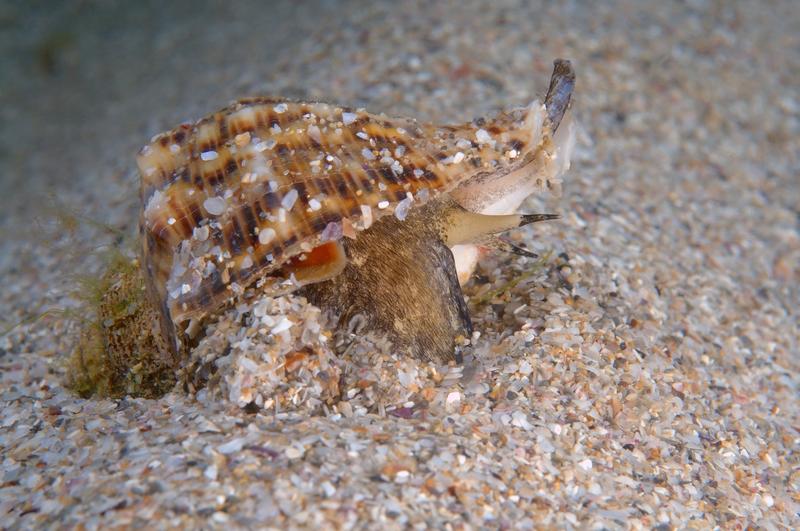 Rapana venosa, Foto: Andrey Nekrasov / Zuma Press / Profimedia