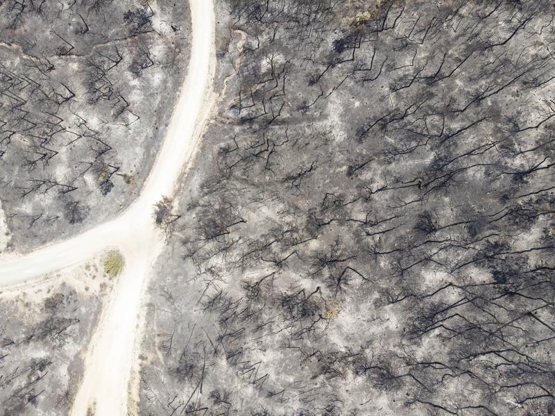 Parcul Național al Pădurii Dadia, Grecia, Foto: Nicolas Economou/NurPhoto / Shutterstock Editorial / Profimedia