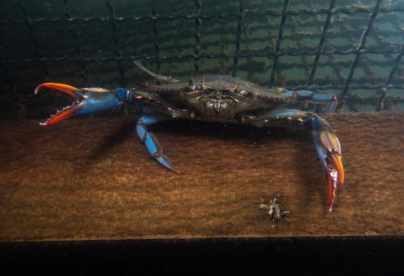 Crab albastru prins într-o cușcă, Foto: AA/ABACA / Abaca Press / Profimedia