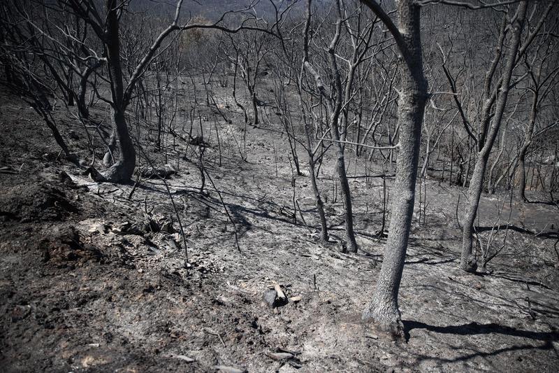 Pădure arsă în regiunea elenă Evros, Foto: AA/ABACA / Abaca Press / Profimedia