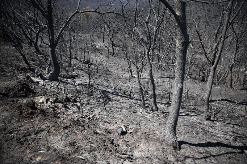 Pădure arsă în regiunea elenă Evros, Foto: AA/ABACA / Abaca Press / Profimedia