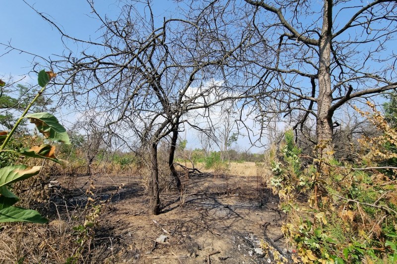 Un bărbat a fost arestat preventiv după ce a provocat un incendiu în Parcul IOR din București 