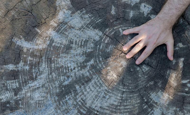 inelele unui trunchi de copac, Foto: Sentir y Viajar / Alamy / Alamy / Profimedia